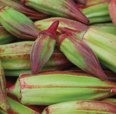Texas Hill Country Red Okra seeds - Untreated Open Pollinated Heirloom - Abelmoschus esculentus - Excellent pickling variety.