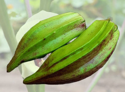 Texas Hill Country Red Okra seeds - Untreated Open Pollinated Heirloom - Abelmoschus esculentus - Excellent pickling variety.