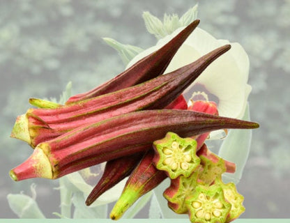 Red Burgundy Okra seeds - Untreated Open Pollinated - high-yielding and beautiful to grow
