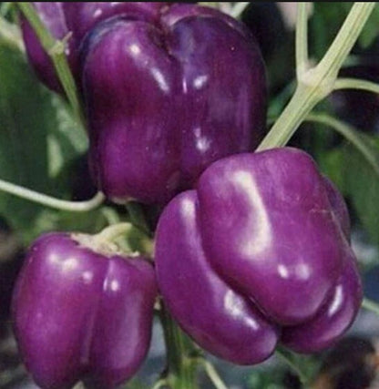Purple Bell Pepper seeds - Heirloom Open Pollinated Untreated - Beautiful, sweet, bell pepper