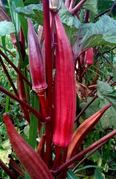Red Burgundy Okra seeds - Untreated Open Pollinated - high-yielding and beautiful to grow