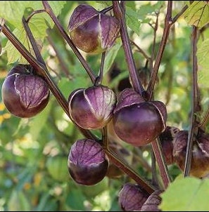 Purple de Milpa Tomatillo seeds (Physalis ixocarpa) - Culinary tomatillo for sauces