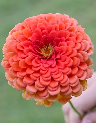 Benarys Giant Coral Zinnia seeds