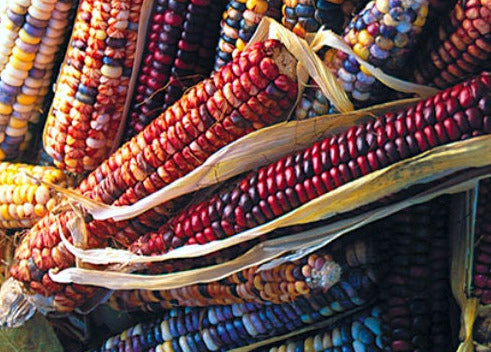 Mandan Bride corn seeds - Heirloom of varied beauty and colorfulness