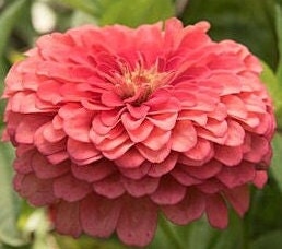 Benarys Giant Coral Zinnia seeds