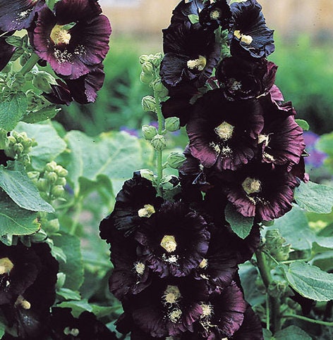 Black Hollyhock Flower seeds