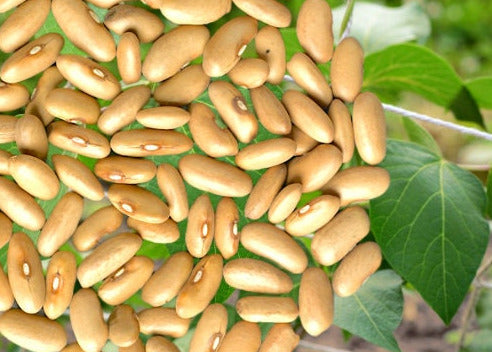 Arikara Yellow Bean seeds