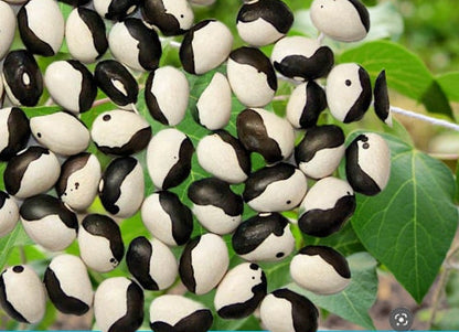 Calypso Bean seeds - Heirloom Untreated - Kid's Gardening project - Bush bean variety. Dry to keep. Nice baked or in soups