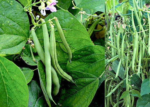 Provider Bush Bean seeds - Bush variety with abundant green beans for eating, freezing, canning
