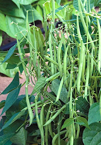 Provider Bush Bean seeds - Bush variety with abundant green beans for eating, freezing, canning