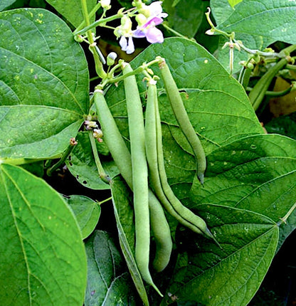 Provider Bush Bean seeds - Bush variety with abundant green beans for eating, freezing, canning