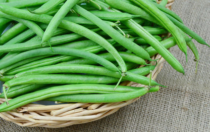 Provider Bush Bean seeds - Bush variety with abundant green beans for eating, freezing, canning