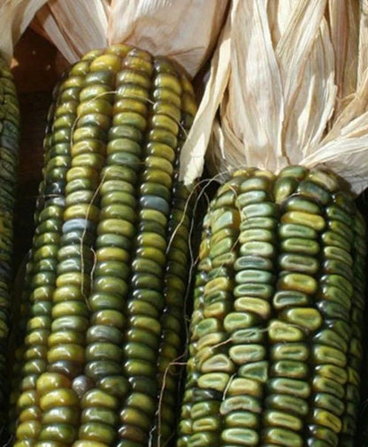 Oaxacan Green Corn seeds (Zea mays) - Heirloom Untreated Open Pollinated - Green dent corn for corn meal ornamentation