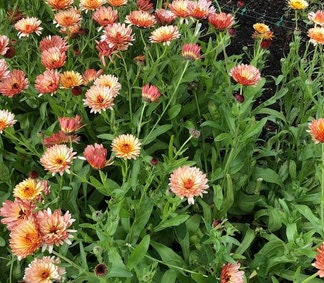 Orange Flash Calendula flower seeds - Edible flower petals | Heat tolerant | Dry and Fresh Cut flower | Untreated Heirloom Pollinator