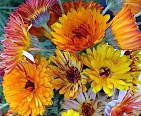 Solar Flashback Mix Calendula flower seeds - Edible petals Bouquet flower Pollinator - Untreated and Open Pollinated - 25, 50 seeds