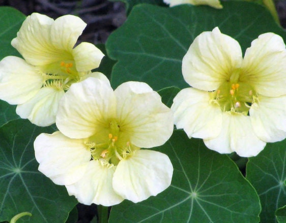 Flower seeds, Milkmaid White Nasturtium