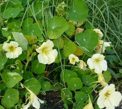 Flower seeds, Milkmaid White Nasturtium