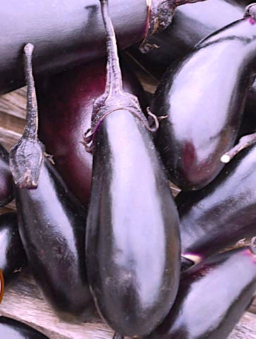 Organic Diamond Eggplant seeds - Solanum melongena