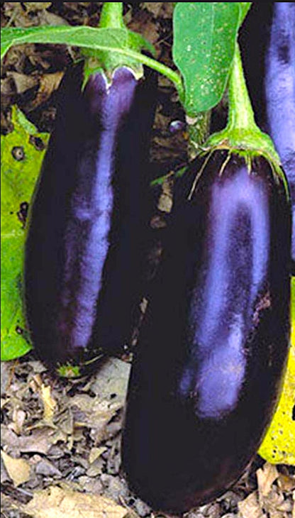 Diamond Eggplant seeds, Solanum melongena, Untreated and Organically Grown