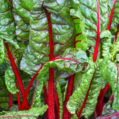 Ruby Red Swiss Chard vegetable seeds | Heirloom Silverbeet Easy-to-Grow vegetable