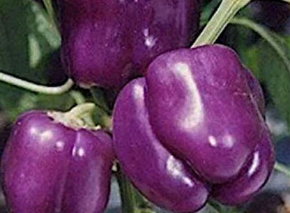 Purple Bell Pepper seeds - Heirloom Open Pollinated Untreated - Beautiful, sweet, bell pepper