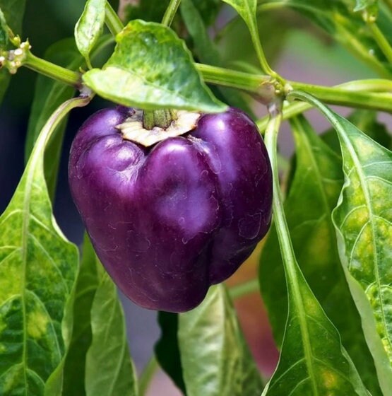 Purple Bell Pepper seeds - Heirloom Open Pollinated Untreated - Beautiful, sweet, bell pepper
