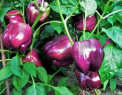 Purple Bell Pepper seeds - Heirloom Open Pollinated Untreated - Beautiful, sweet, bell pepper