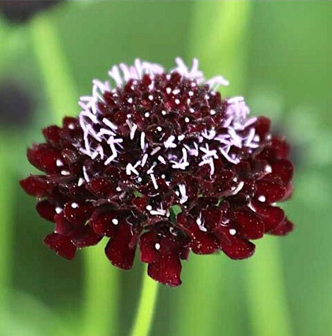 Black Knight Scabiosa pincushion flower seeds - Heirloom with dark maroon flowers - Pollinator Dried Pods Fresh cut flower - 25 seeds