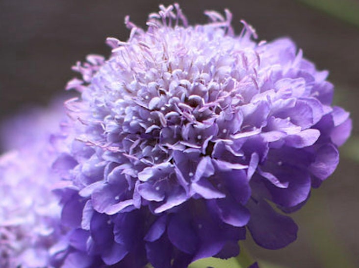 Flower seeds, Lavender Oxford Blue Pincushion Scabiosa flower