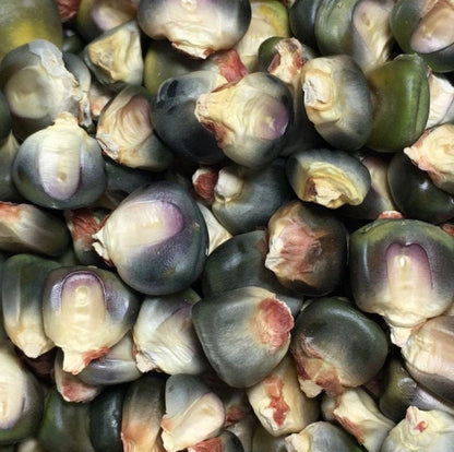 Oaxacan Green Corn seeds (Zea mays) - Heirloom Untreated Open Pollinated - Green dent corn for corn meal ornamentation