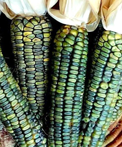 Oaxacan Green Corn seeds (Zea mays) - Heirloom Untreated Open Pollinated - Green dent corn for corn meal ornamentation