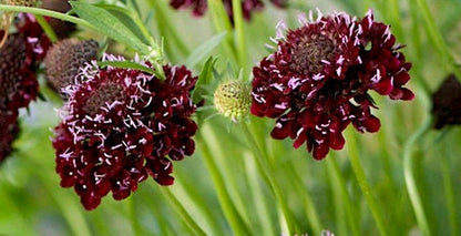 Black Knight Scabiosa pincushion flower seeds - Heirloom with dark maroon flowers - Pollinator Dried Pods Fresh cut flower - 25 seeds