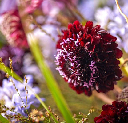 Black Knight Scabiosa pincushion flower seeds - Heirloom with dark maroon flowers - Pollinator Dried Pods Fresh cut flower - 25 seeds