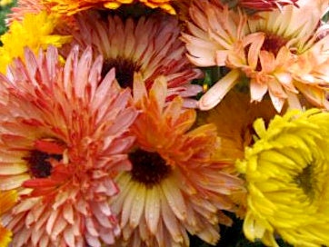 Solar Flashback Mix Calendula flower seeds - Edible petals Bouquet flower Pollinator - Untreated and Open Pollinated - 25, 50 seeds