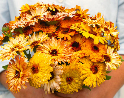Solar Flashback Mix Calendula flower seeds - Edible petals Bouquet flower Pollinator - Untreated and Open Pollinated - 25, 50 seeds
