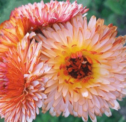 Orange Flash Calendula flower seeds - Edible flower petals | Heat tolerant | Dry and Fresh Cut flower | Untreated Heirloom Pollinator