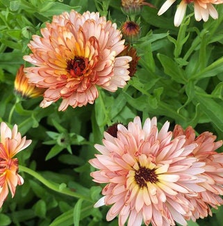 Orange Flash Calendula flower seeds - Edible flower petals | Heat tolerant | Dry and Fresh Cut flower | Untreated Heirloom Pollinator