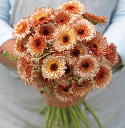 Orange Flash Calendula flower seeds - Edible flower petals | Heat tolerant | Dry and Fresh Cut flower | Untreated Heirloom Pollinator