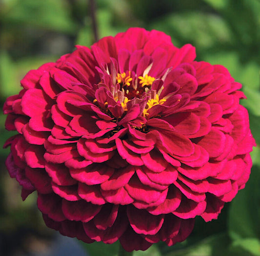 Benarys Giant Wine Zinnia seeds