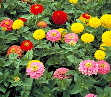 Benarys Giant Pink Zinnia seeds