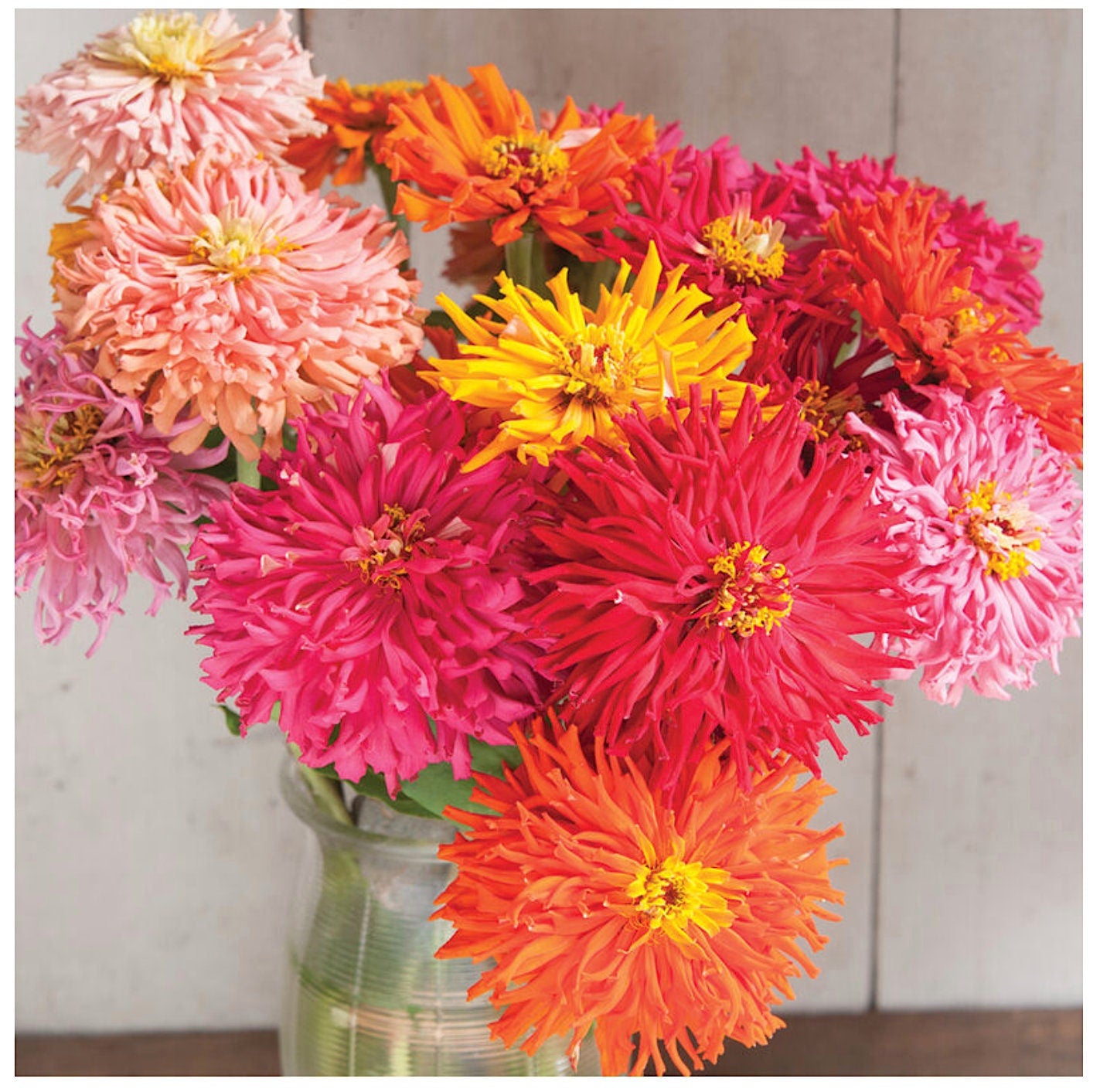 Cactus Flowered Zinnia flower seeds - Mix of colors and adds variety to any bouquet