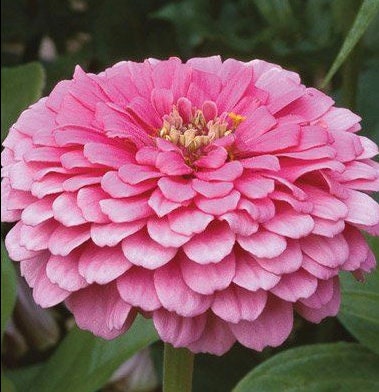 Benarys Giant Pink Zinnia seeds